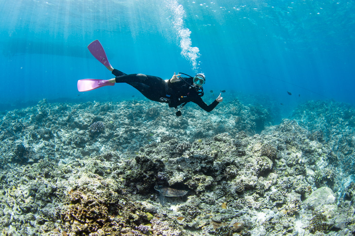 a green sea turtle and guest