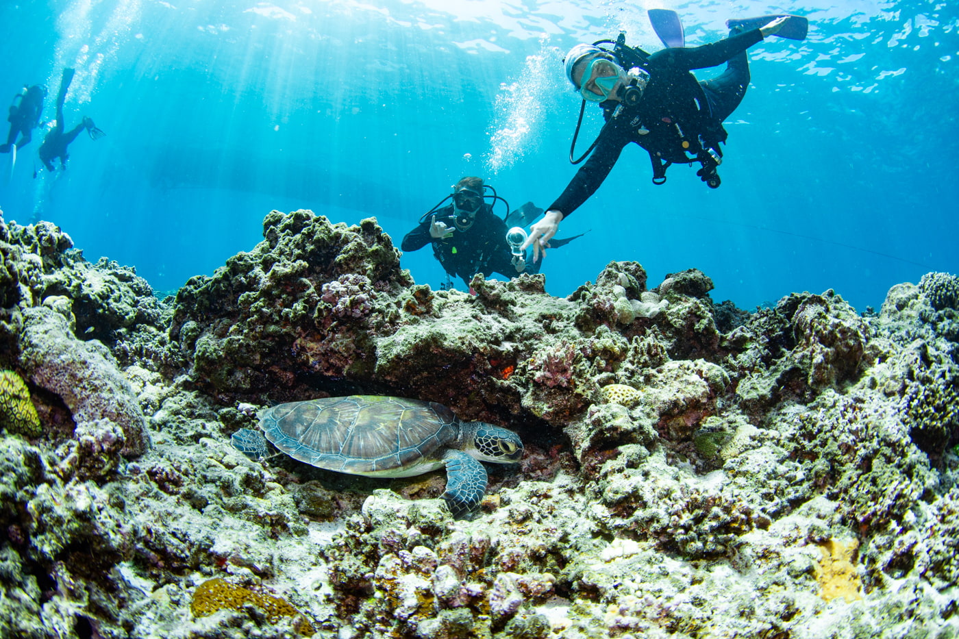 a green sea turtle and guest