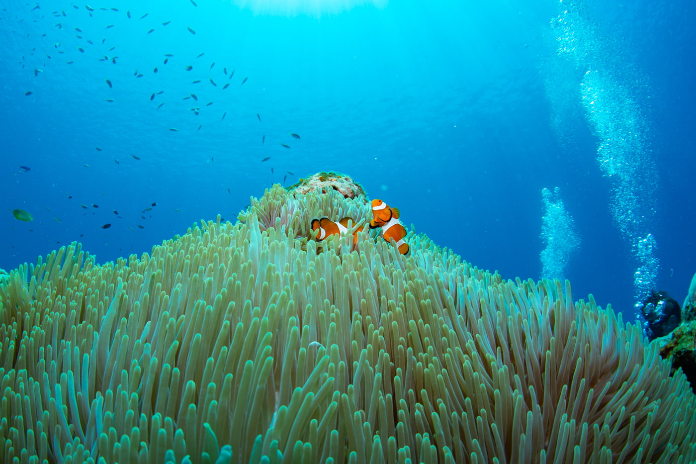 Clownfish nemo