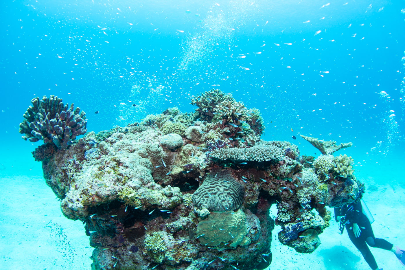 Underwater scenery
