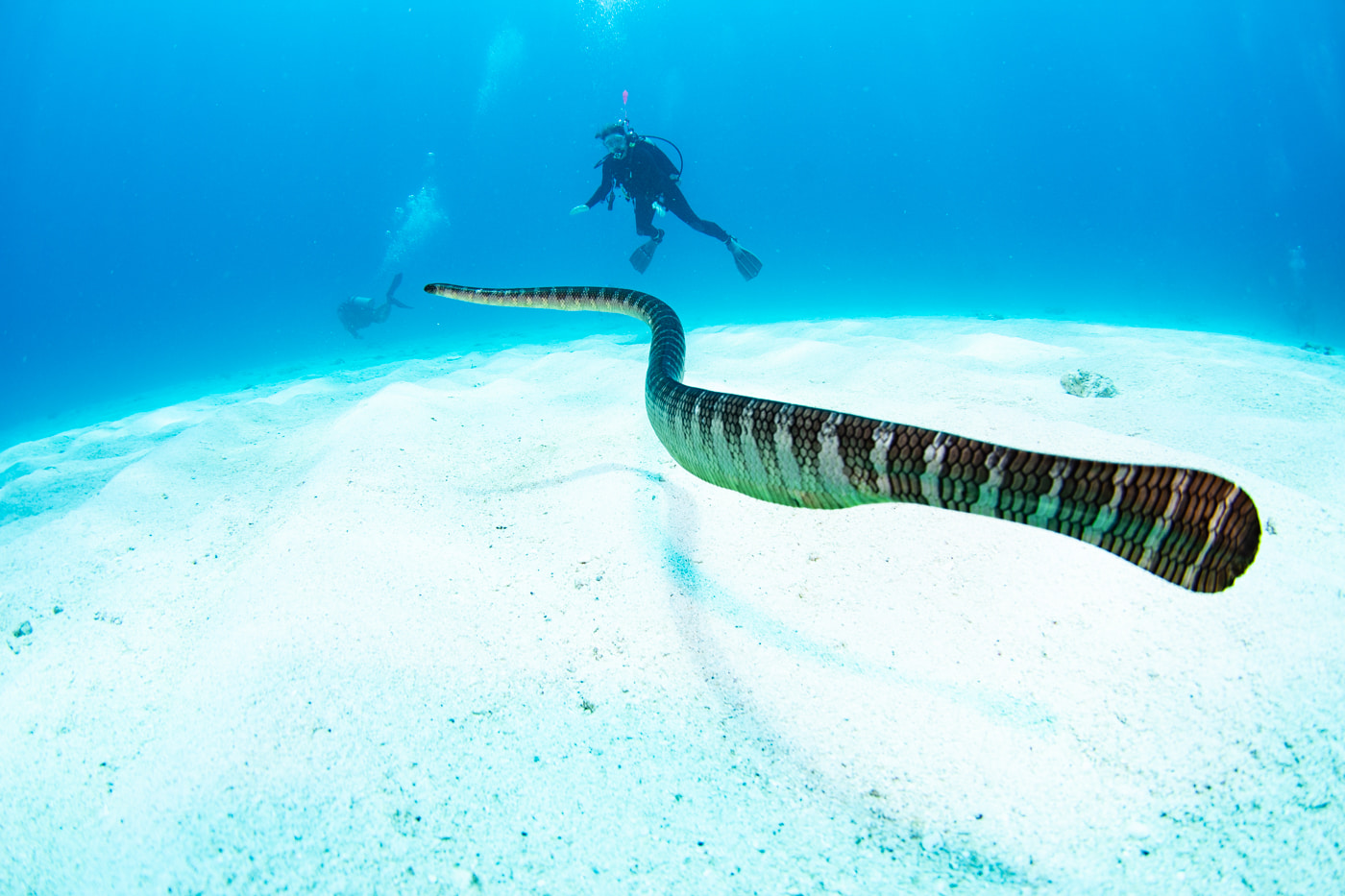 a sea snake