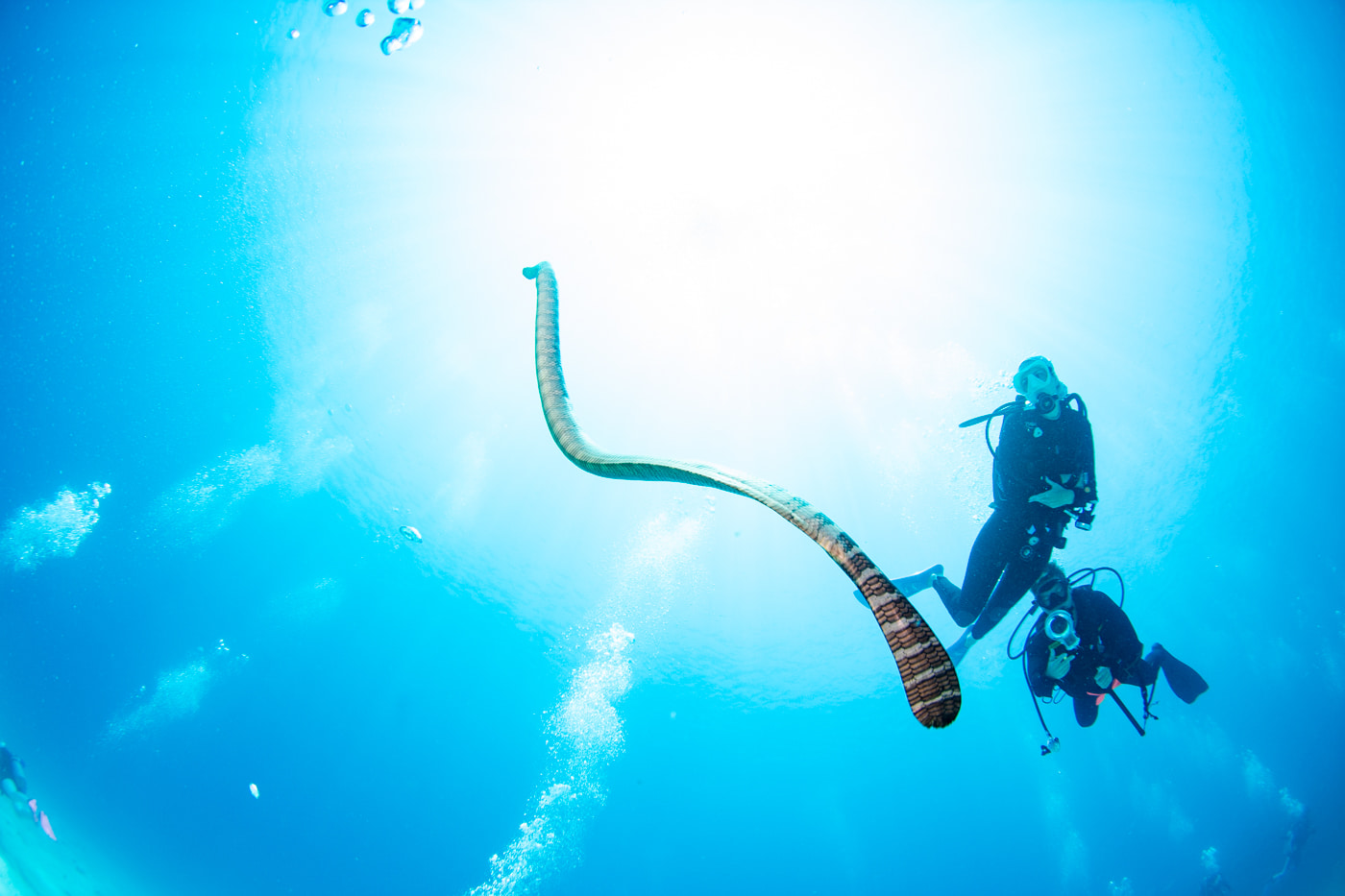 a sea snake