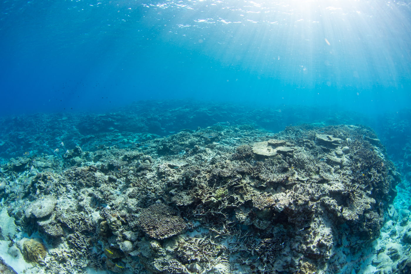 Underwater scenery