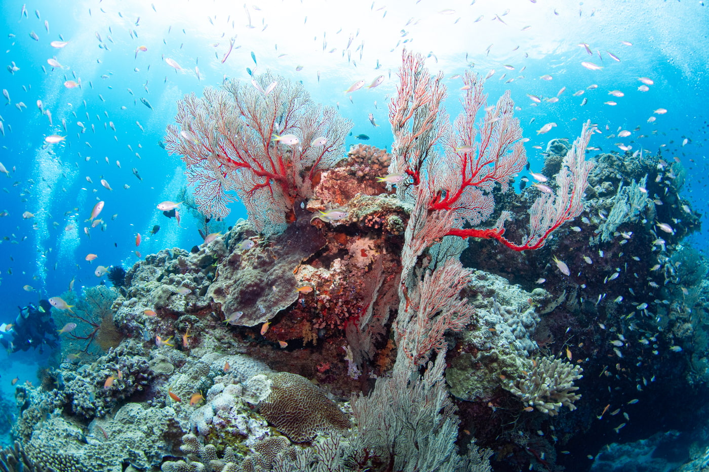 Underwater scenery