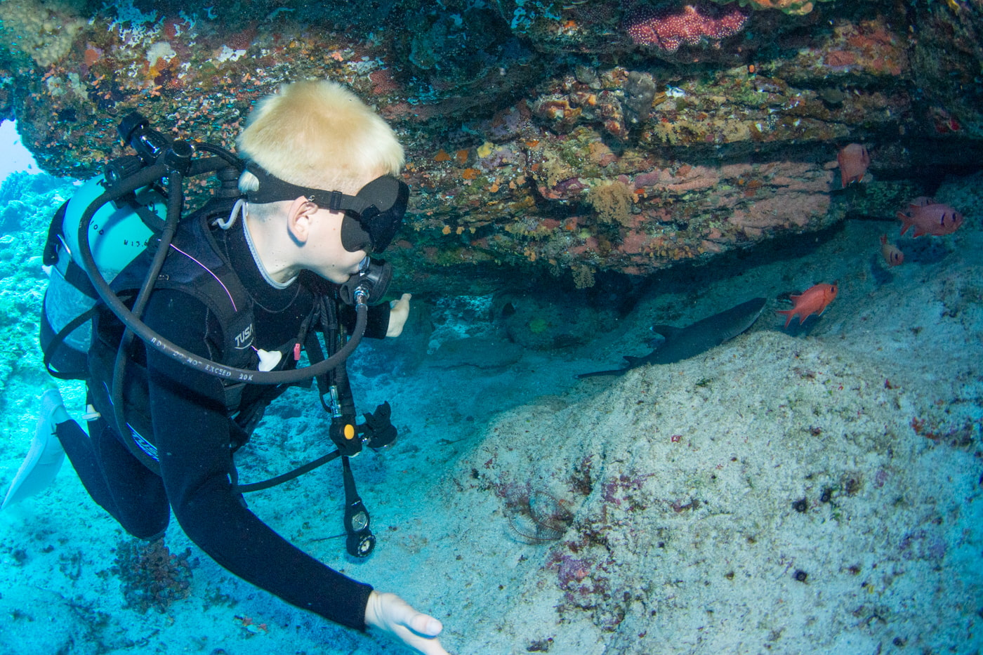 guest and a whitetip reef shark