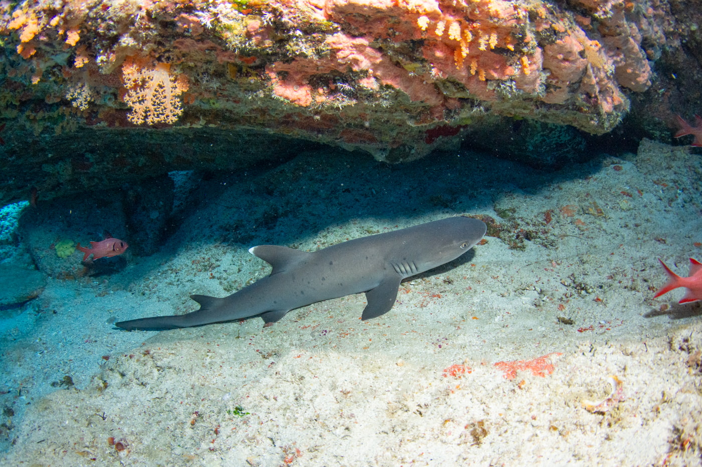 a whitetip reef shark