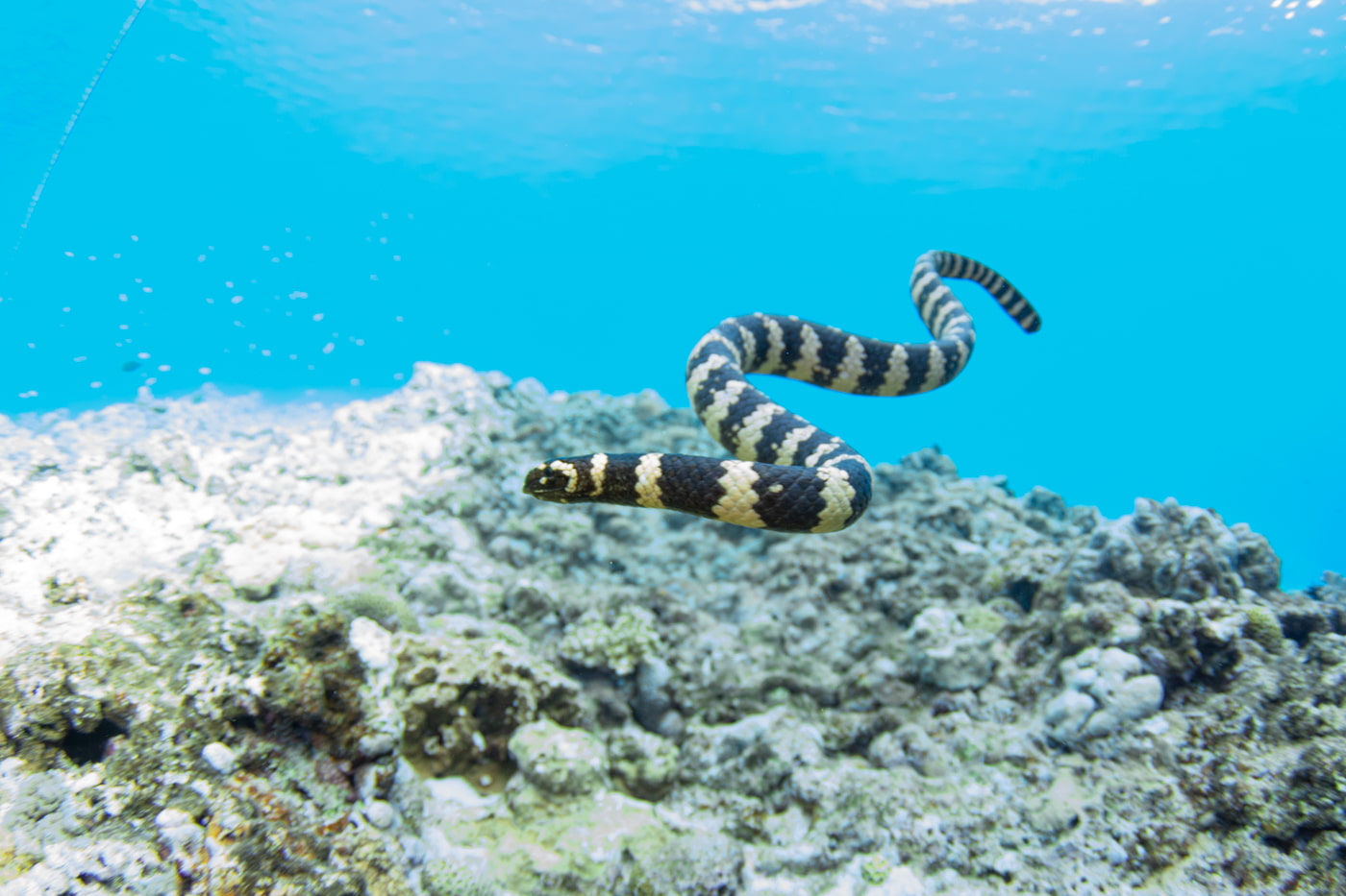 a sea snake