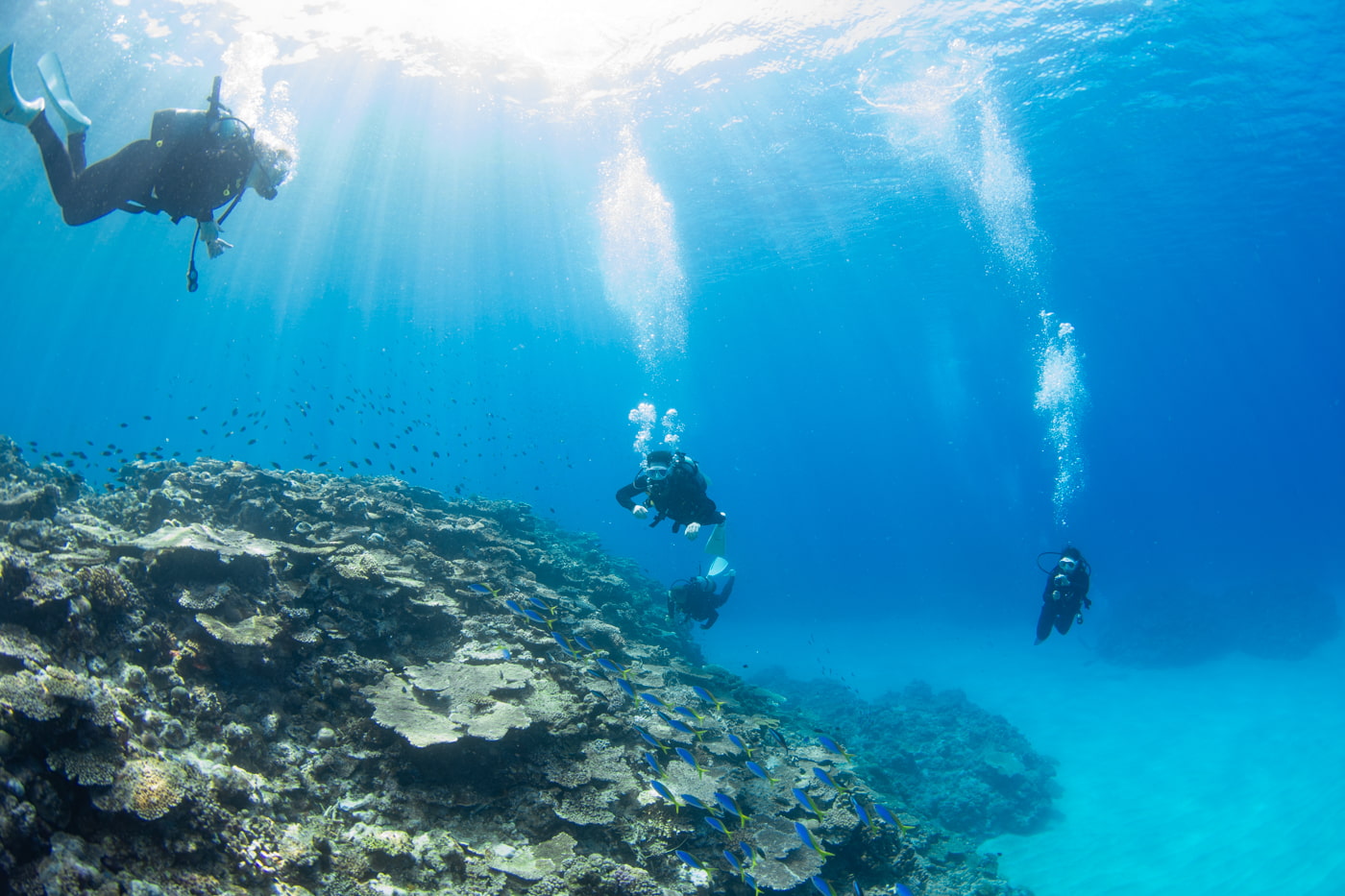 Guests enjoying scuba diving in the Kerama Islands.