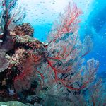 Diving in the Kerama Islands with Guests from Germany, Spain, USA, and Canada