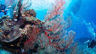 Diving in the Kerama Islands with Guests from Germany, Spain, USA, and Canada
