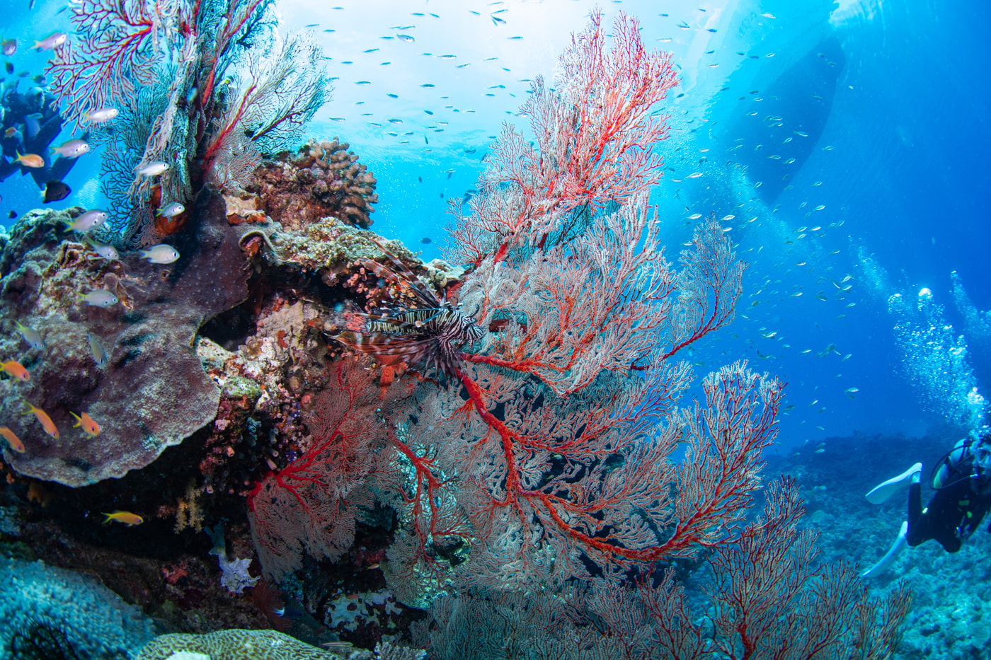 Beautiful underwater scenery