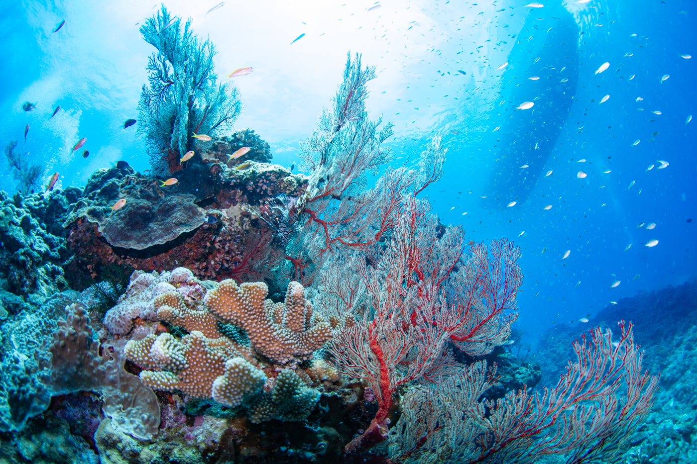 Beautiful underwater scenery