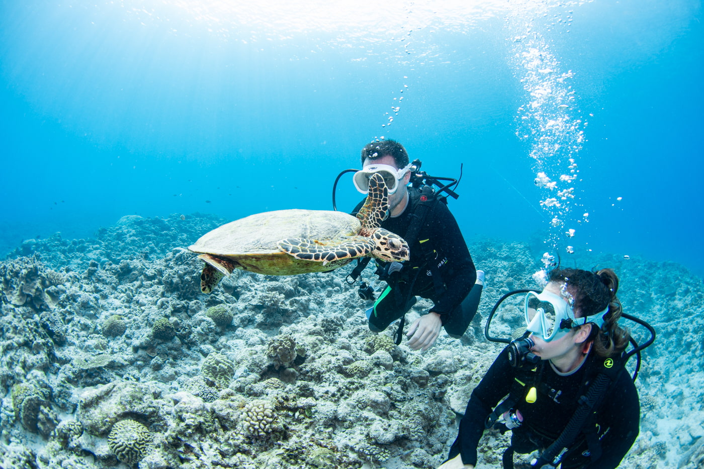 Hawksbill turtle and guests
