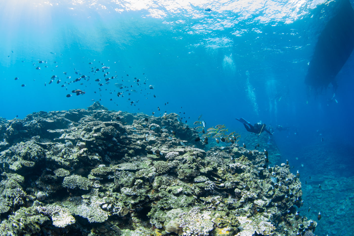 Underwater scenery