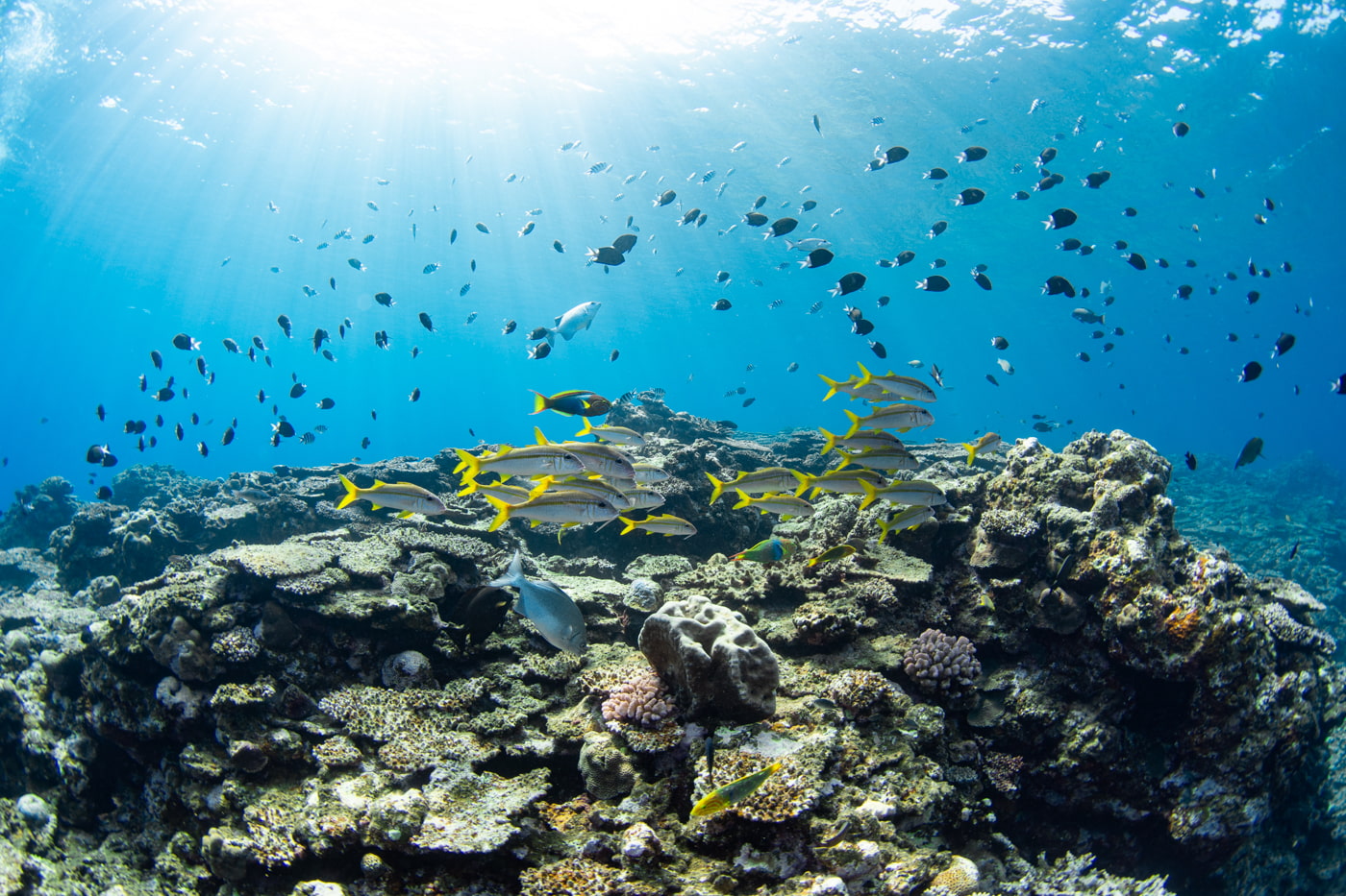 Underwater scenery