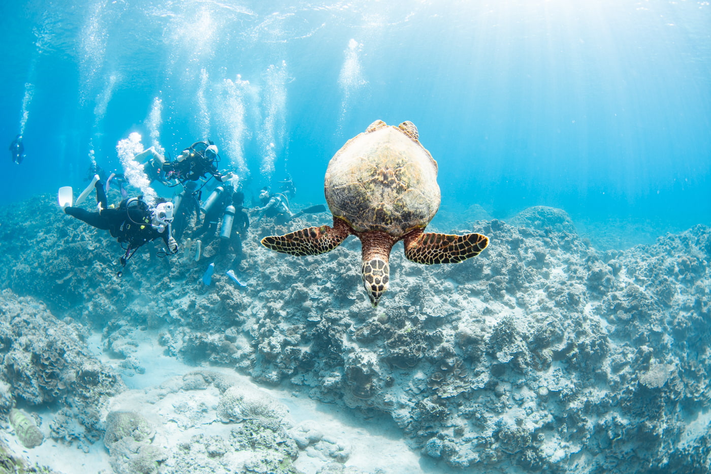 Hawksbill turtle