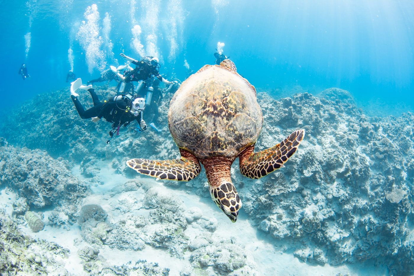Hawksbill turtle