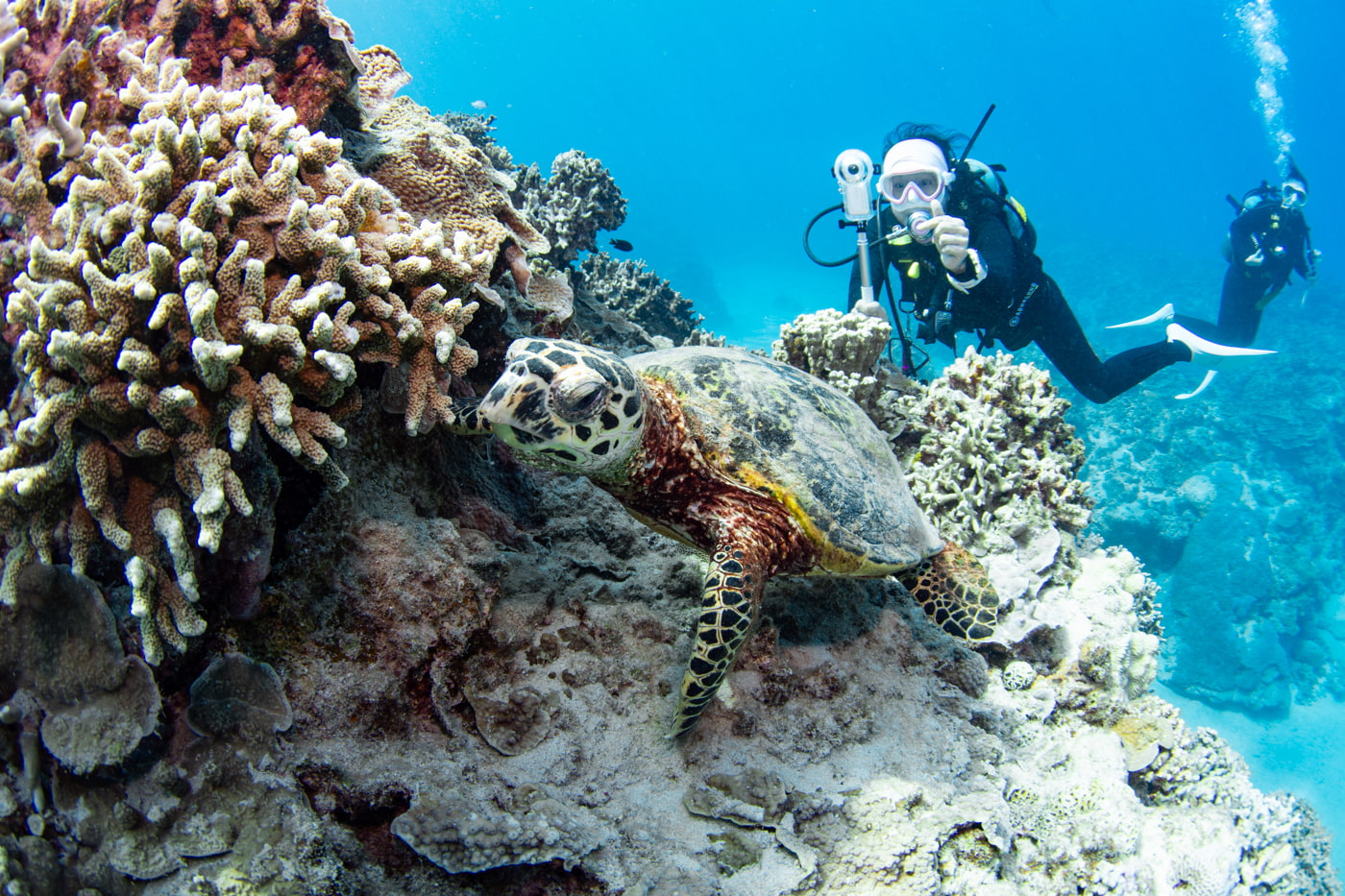 Hawksbill turtle and guests