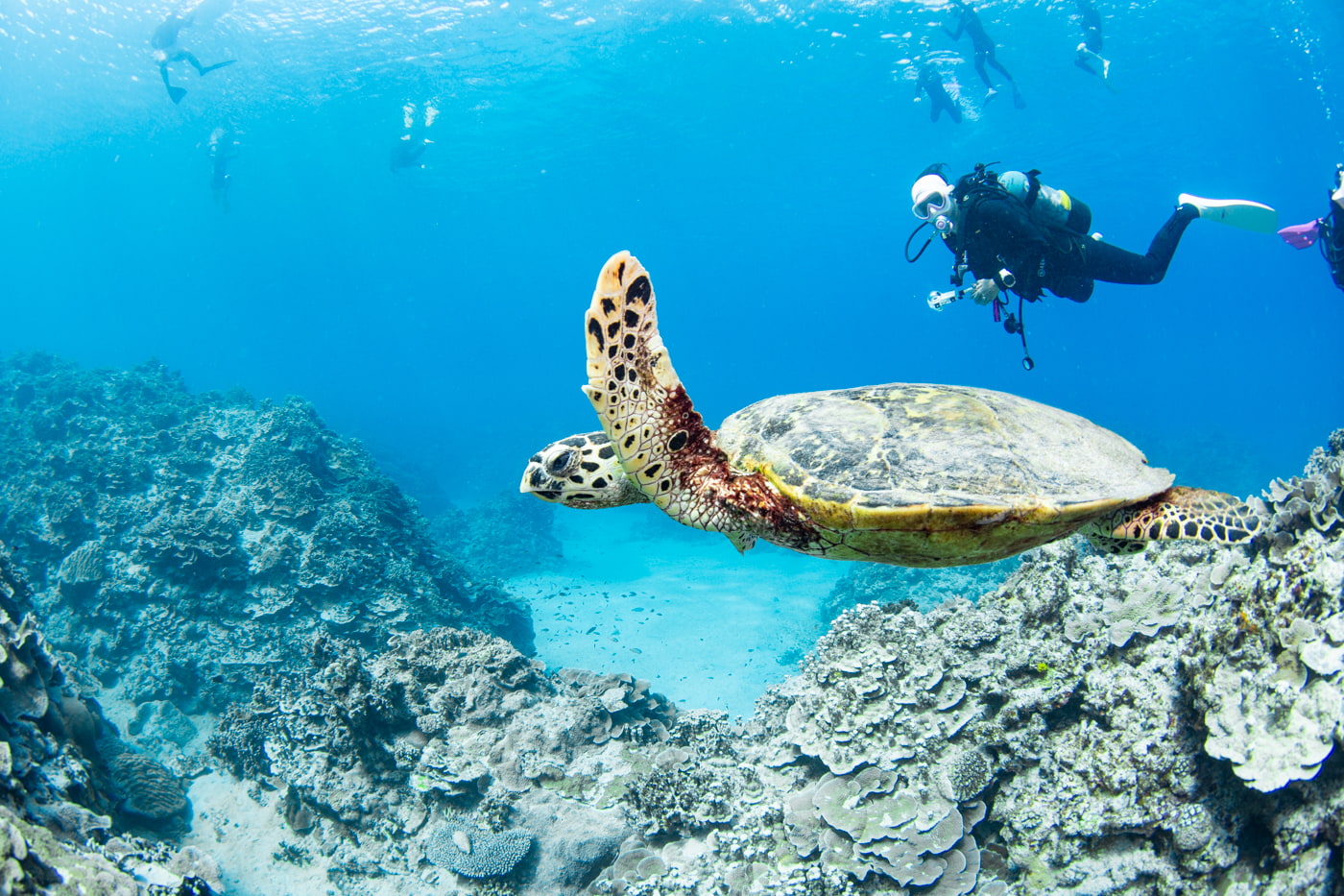 Hawksbill turtle and guests