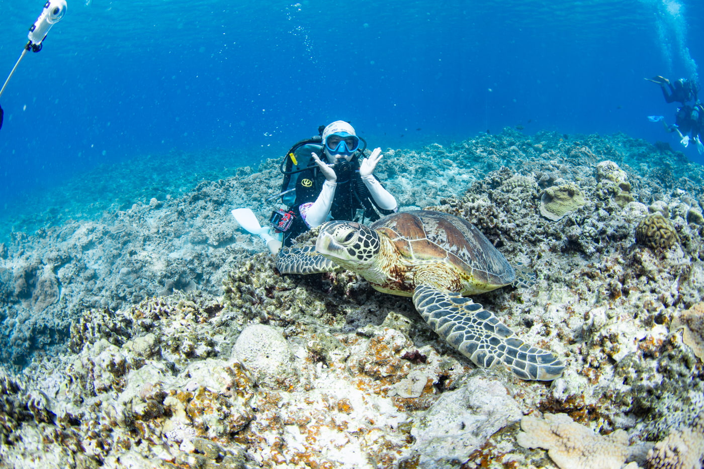 a green sea turtle and guests