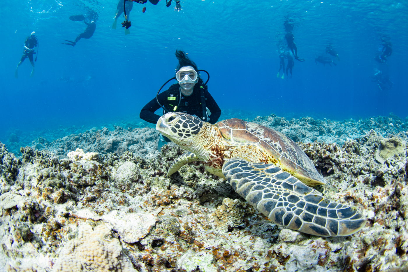 a green sea turtle and guests
