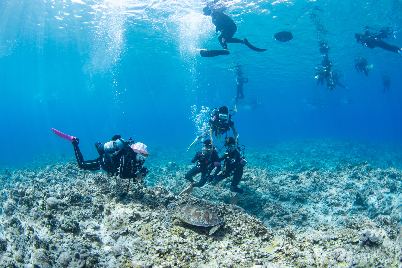 a green sea turtle and guests