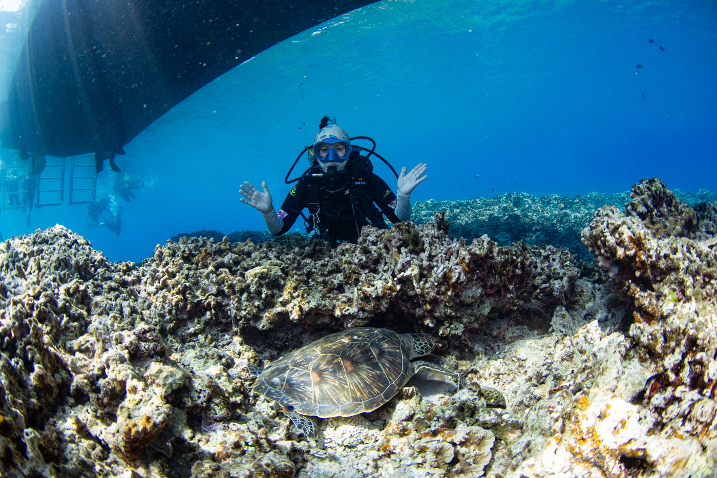 a green sea turtle and guest