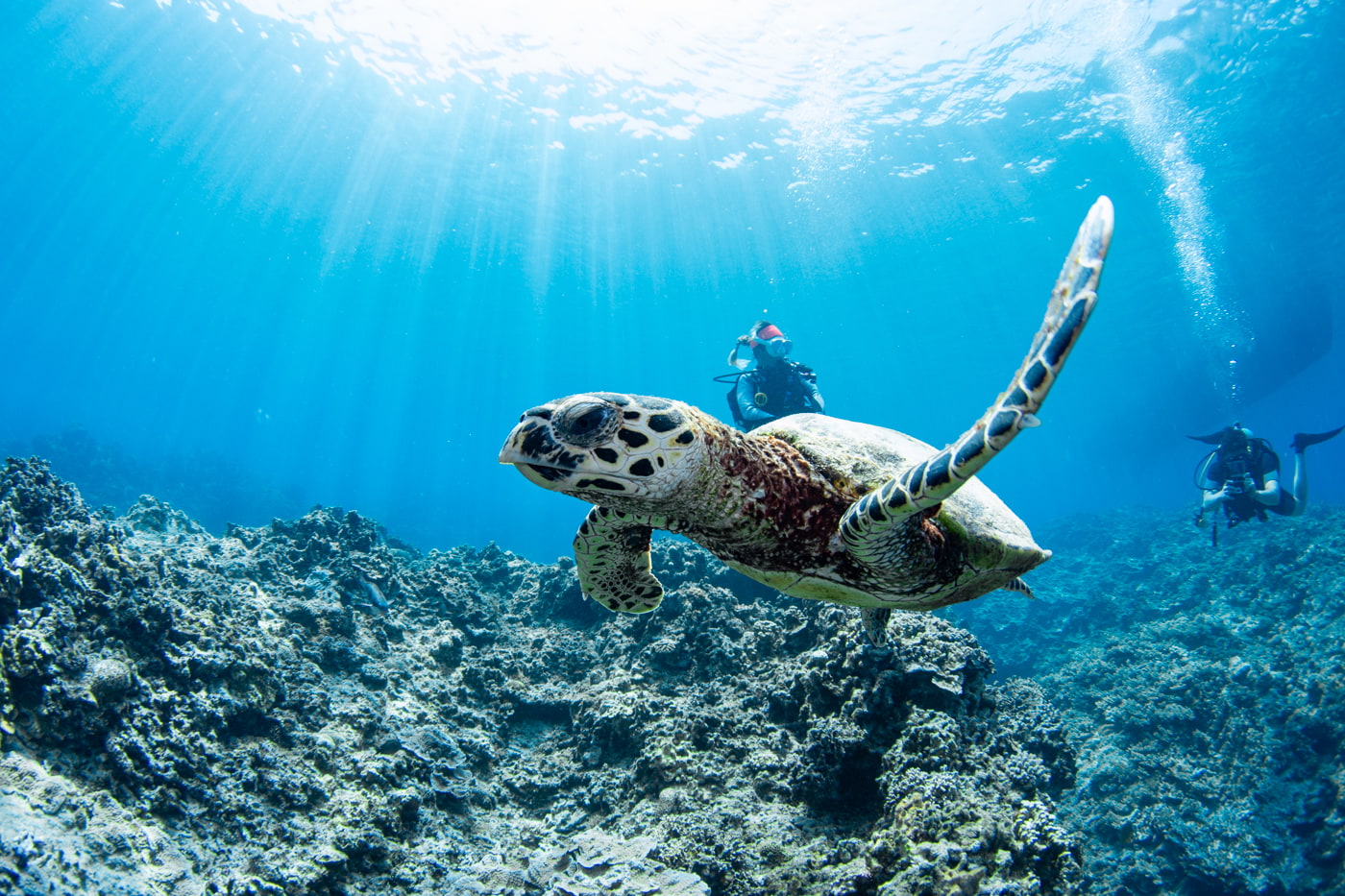 Hawksbill turtle