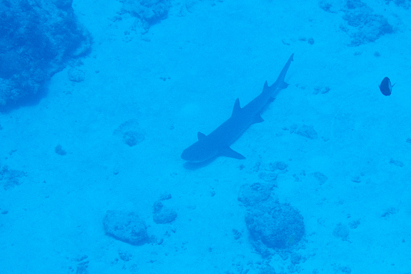 a whitetip reef shark