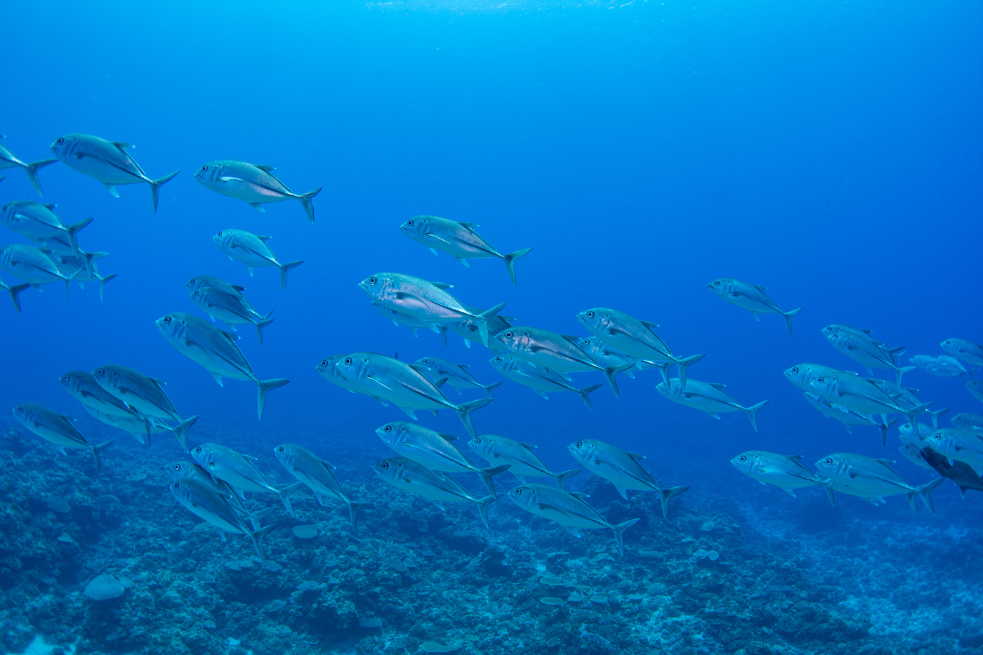 bigeye trevally