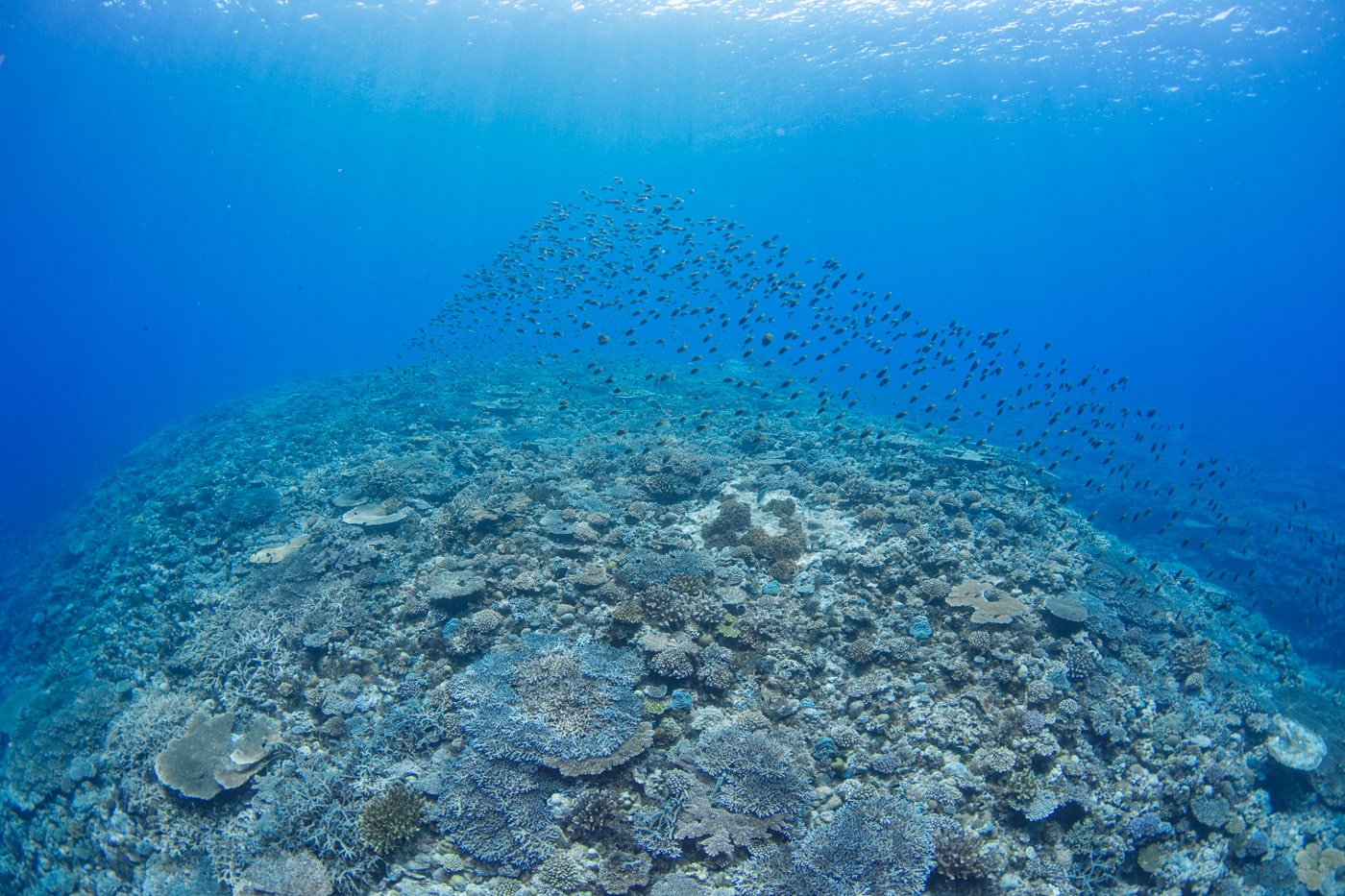 Beautiful coral reefs