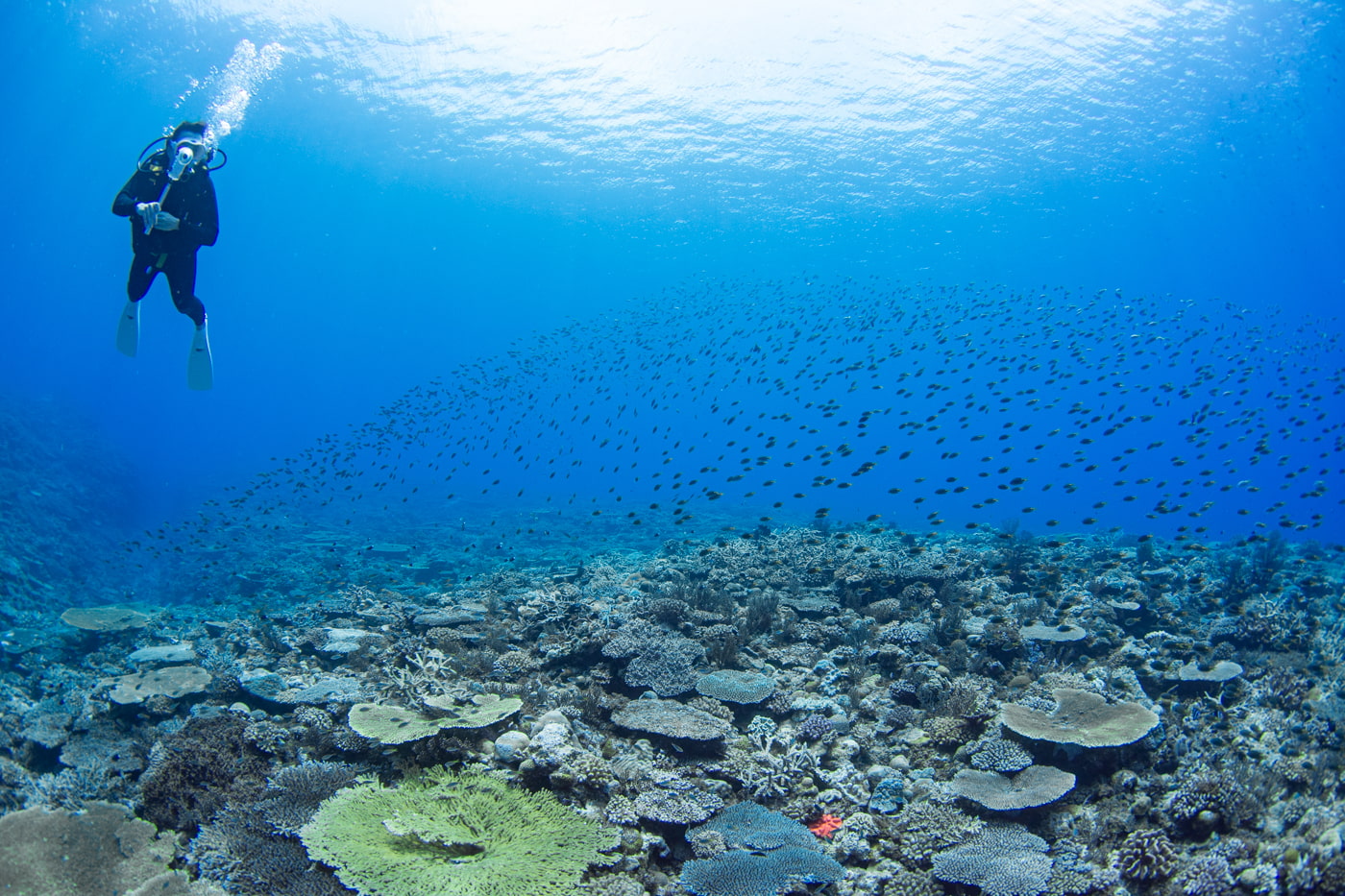 Beautiful coral reefs