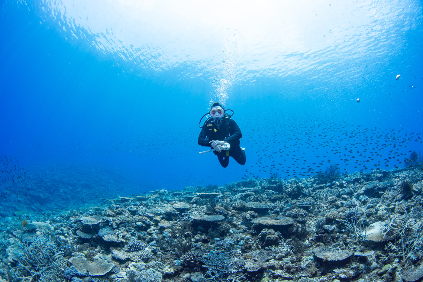 Beautiful coral reefs