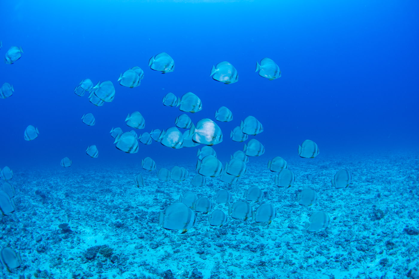 school of batfish
