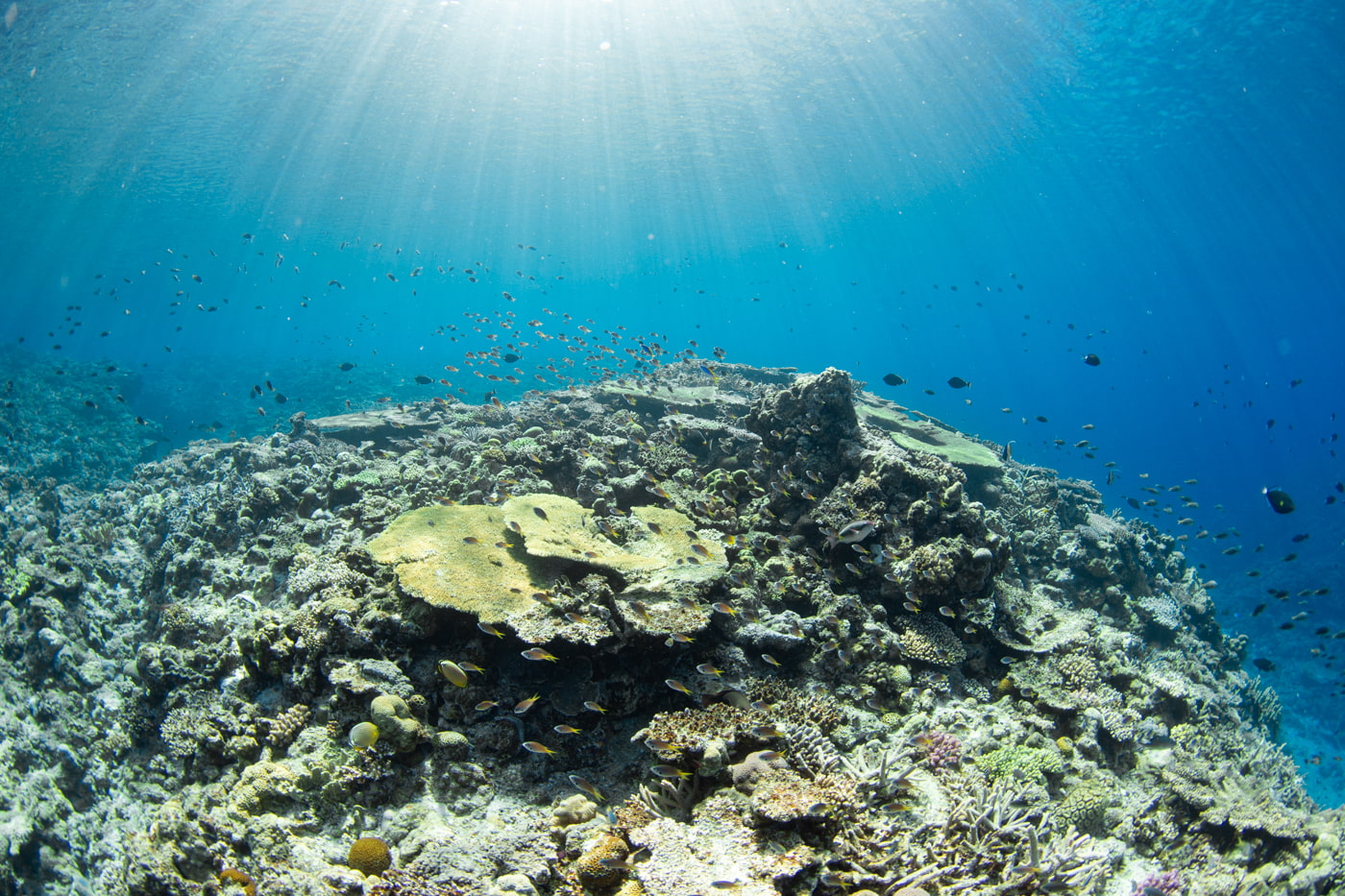 Beautiful coral reefs