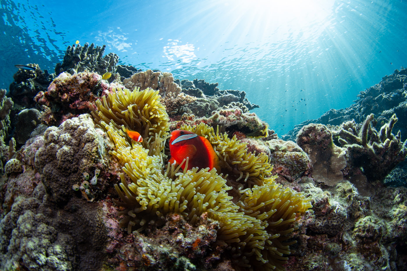 clownfish