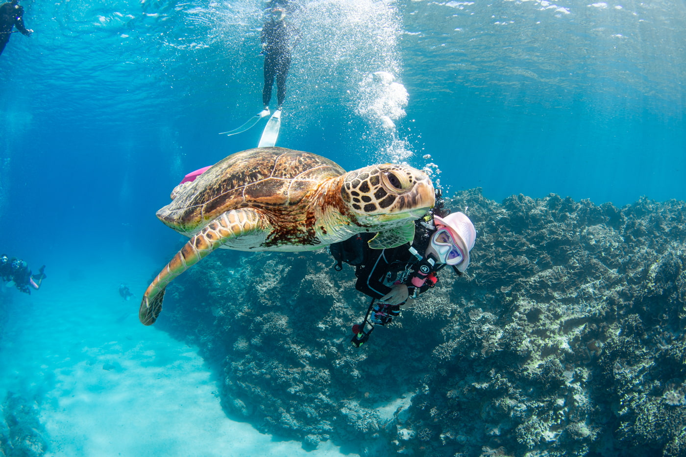 a green sea turtle and guest