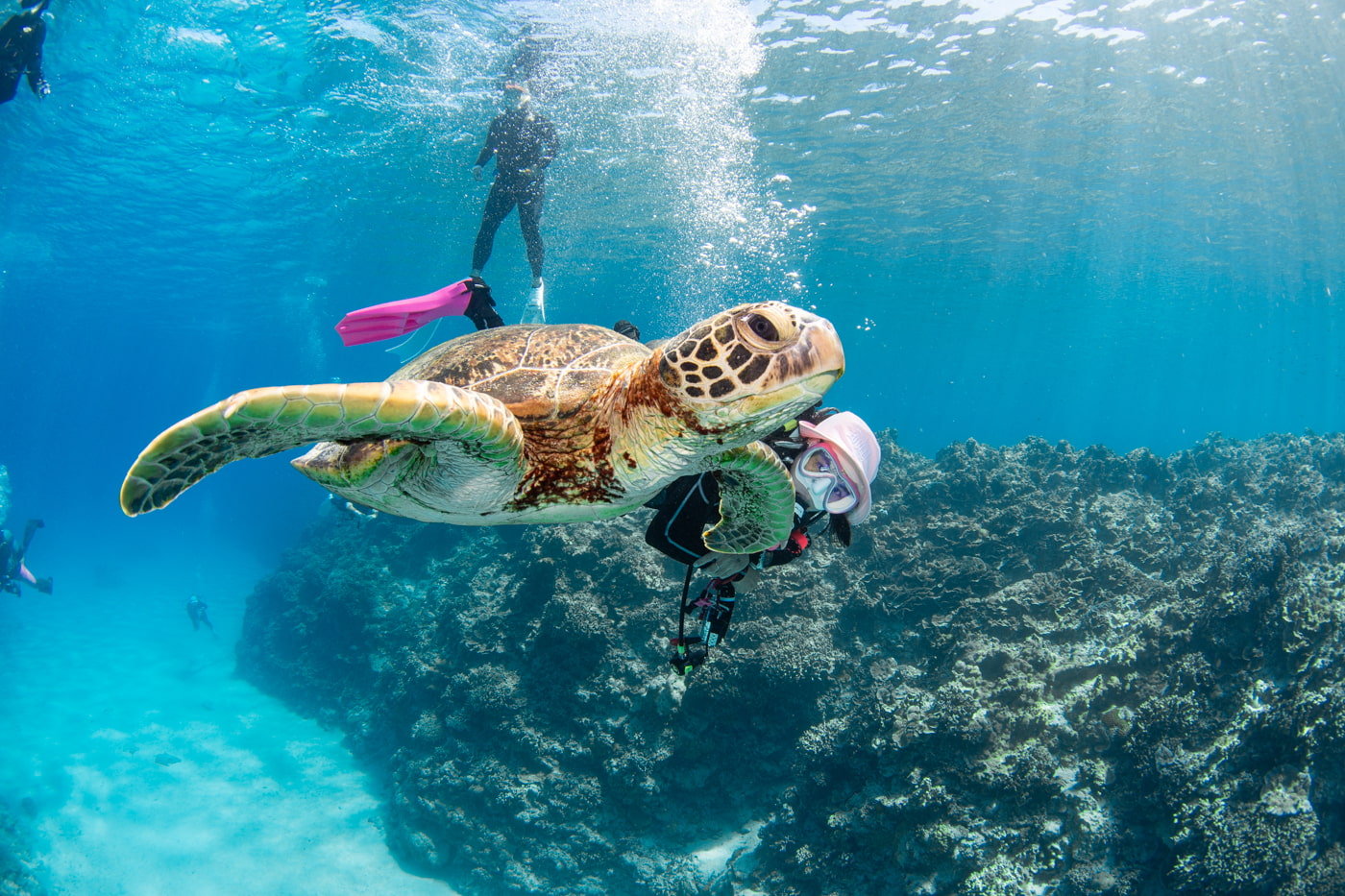 a green sea turtle and guest