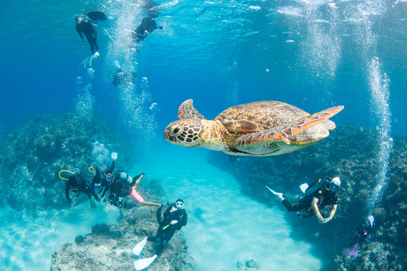 a green sea turtle and guest