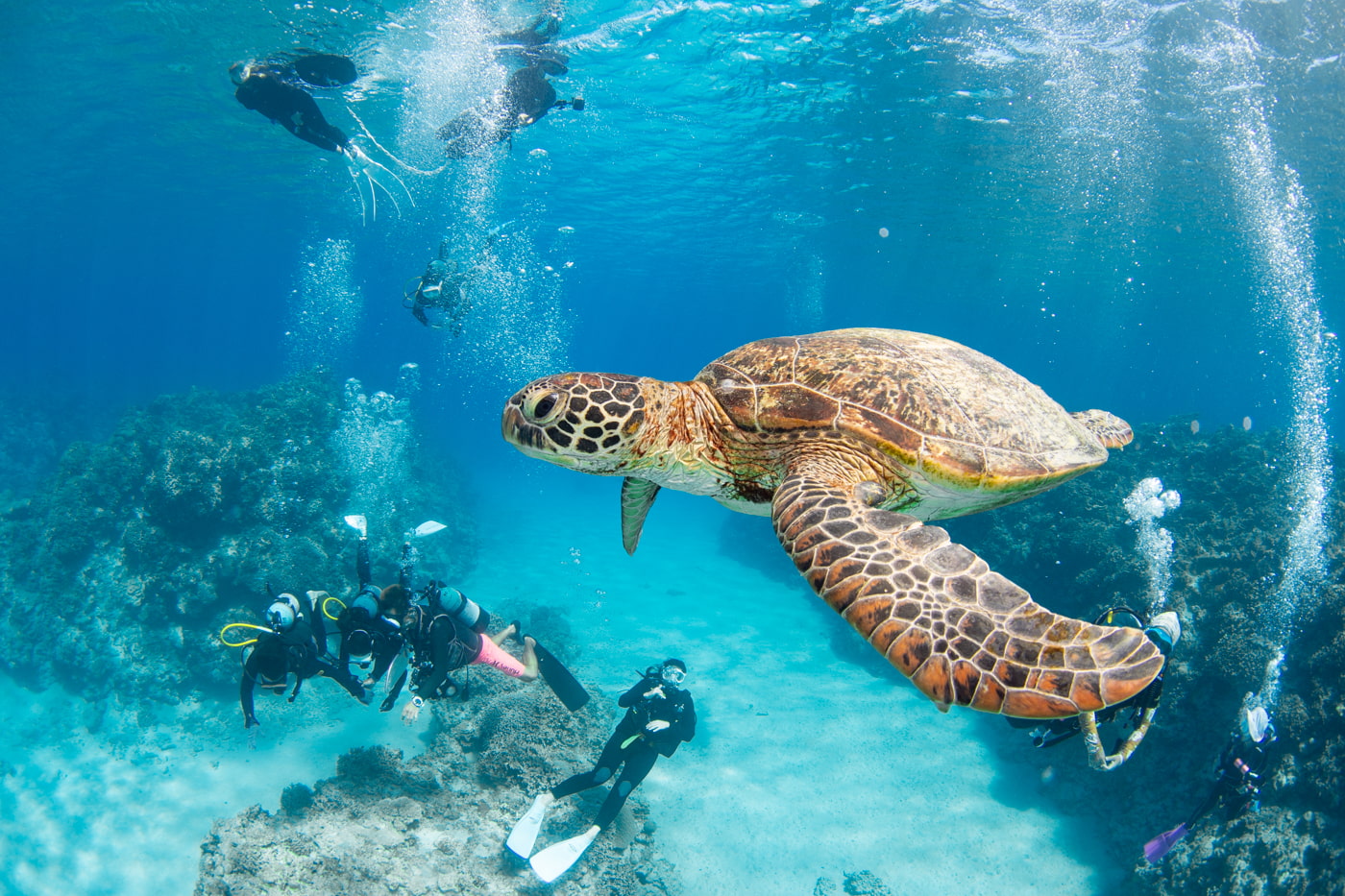 a green sea turtle and guest
