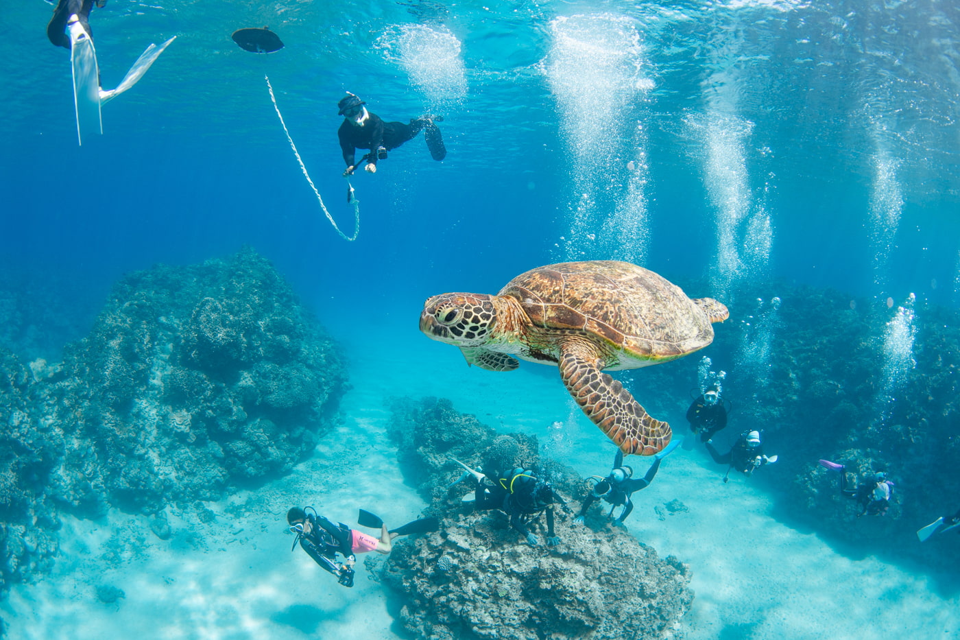 a green sea turtle and guest