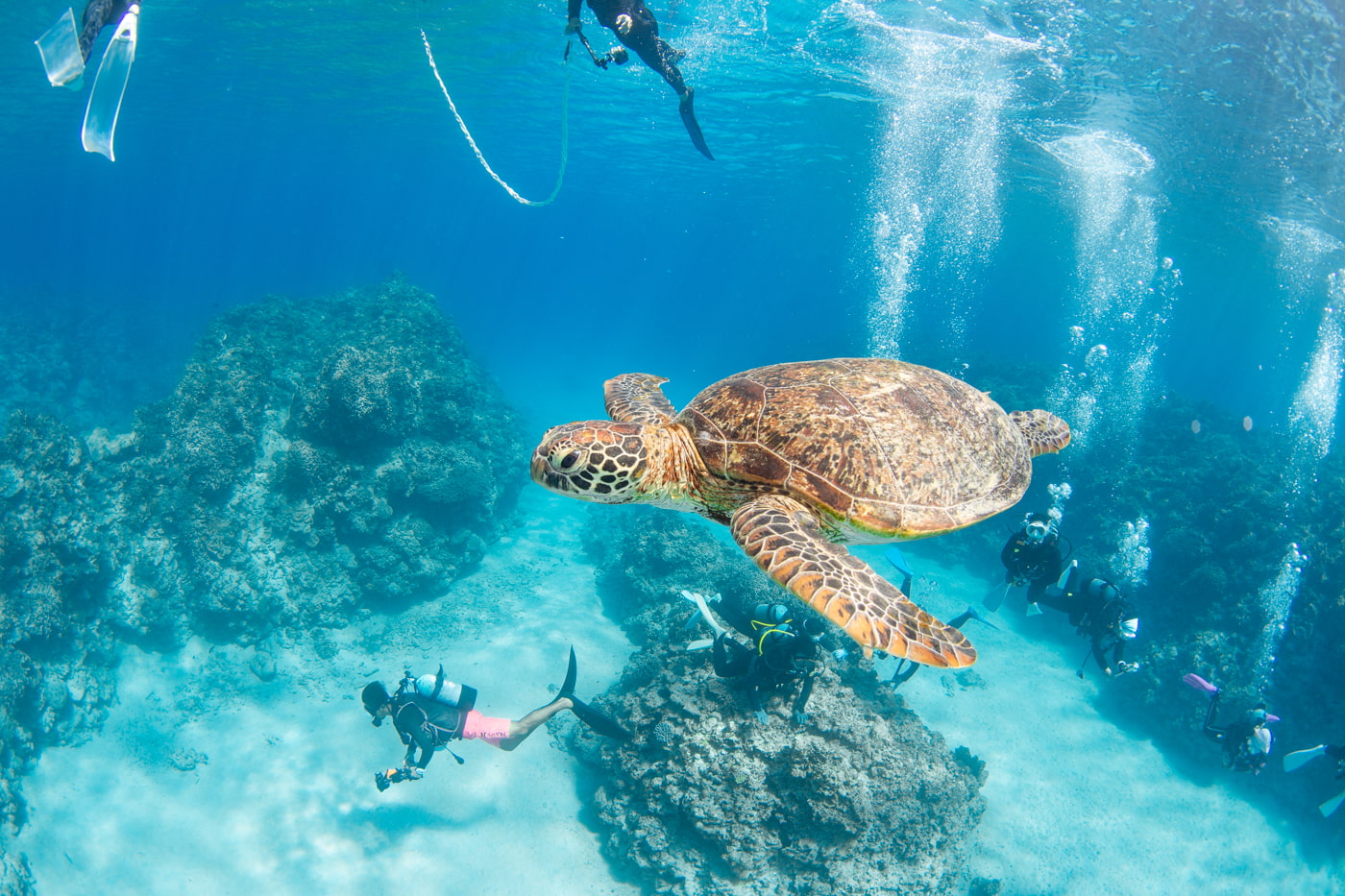 a green sea turtle and guest
