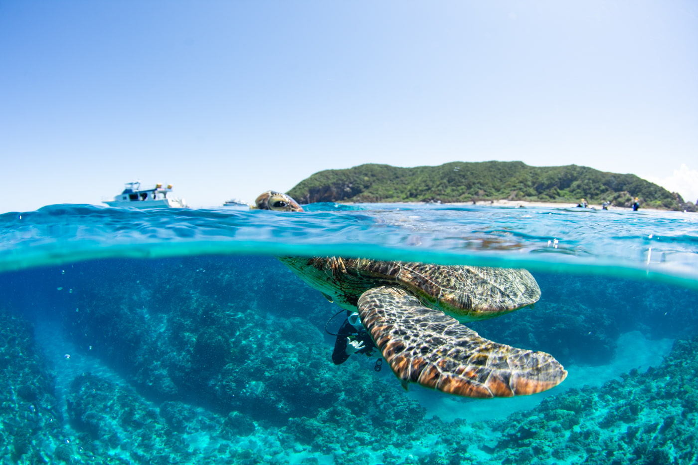 The moment a green sea turtle surfaces for a breath