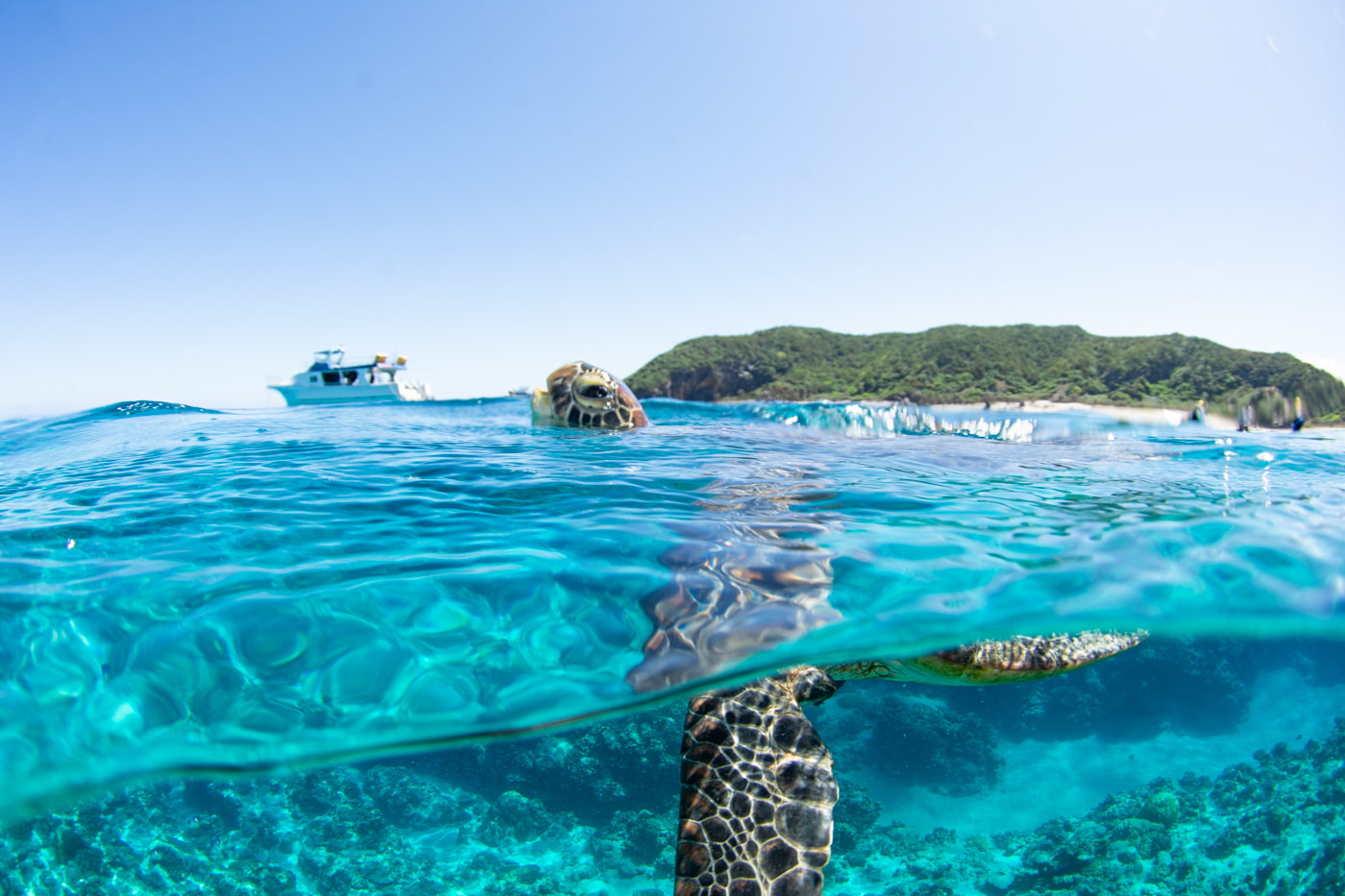 The moment a green sea turtle surfaces for a breath