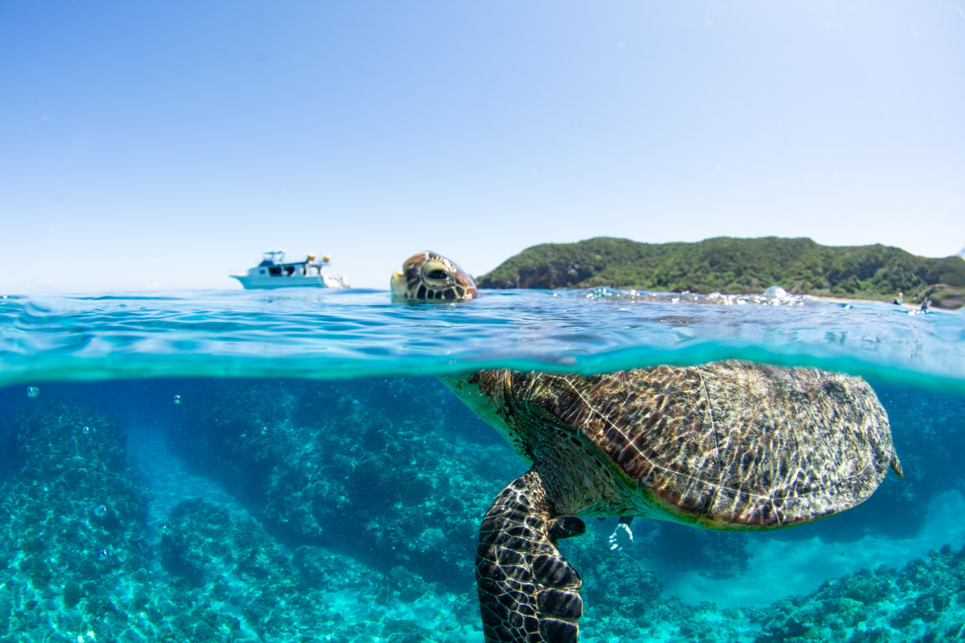 The moment a green sea turtle surfaces for a breath