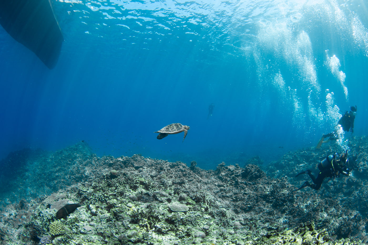 a green sea turtle