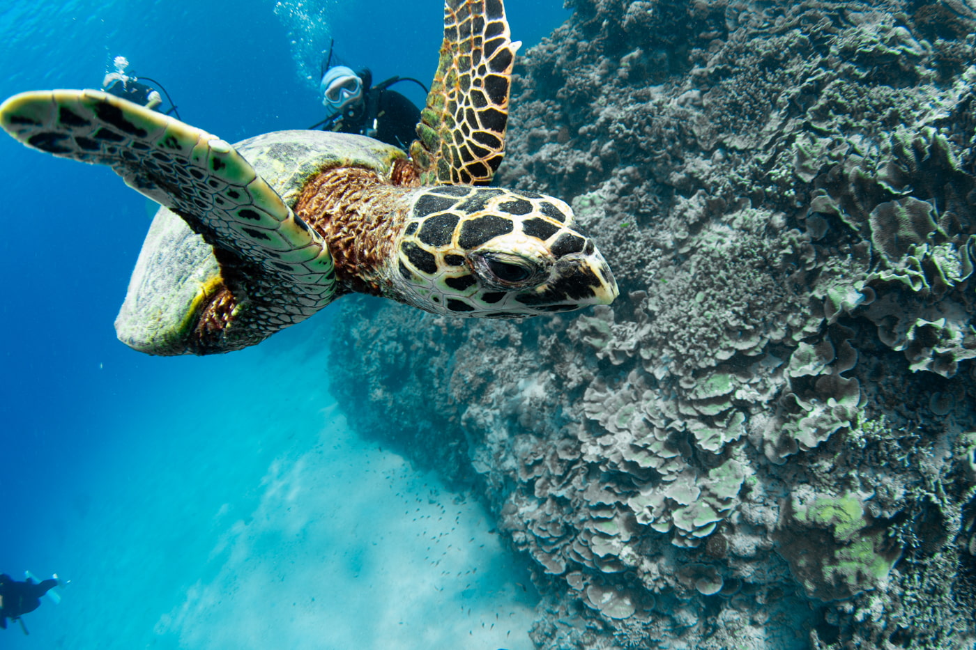 Hawksbill turtle
