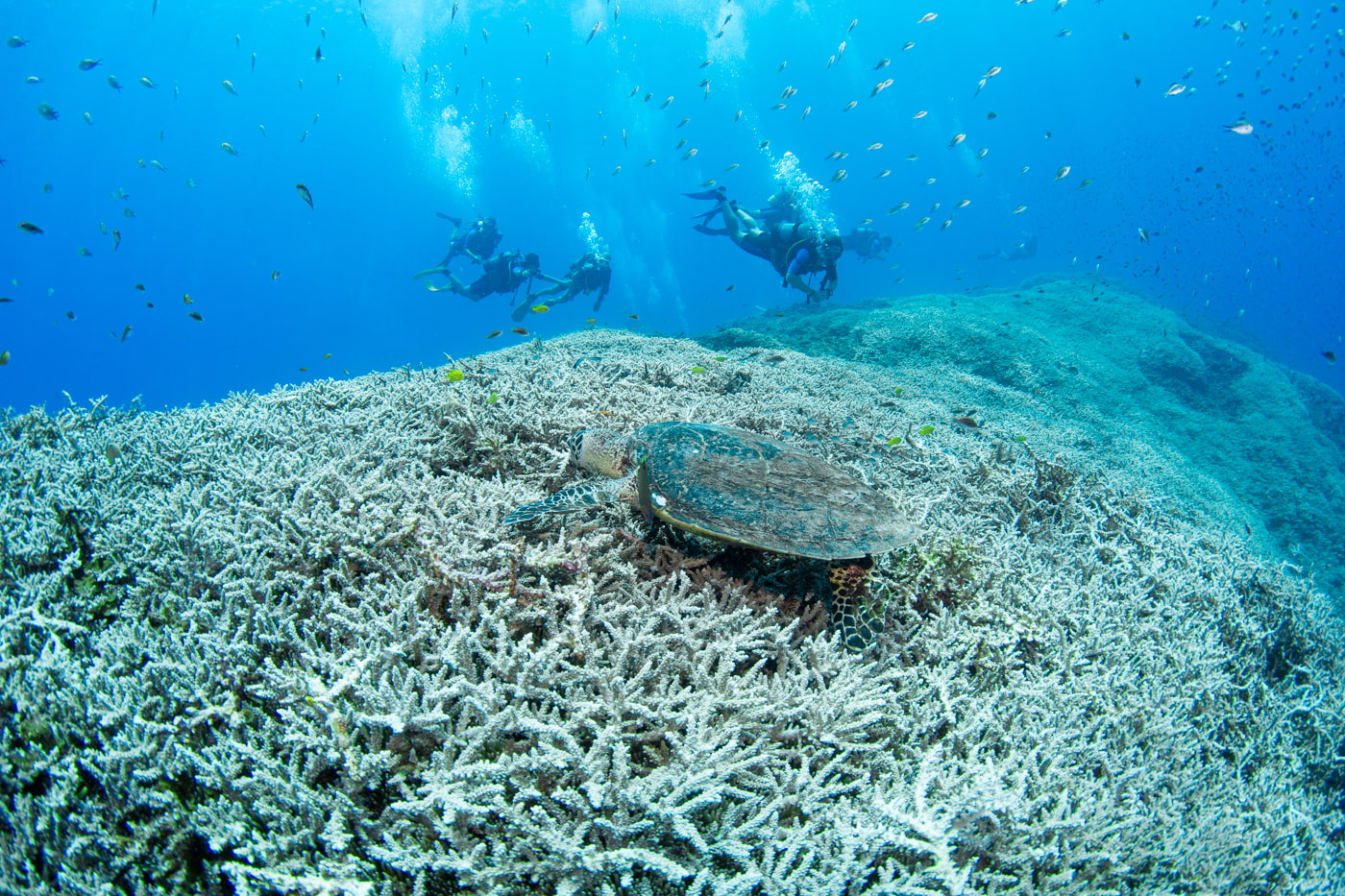 Hawksbill turtle