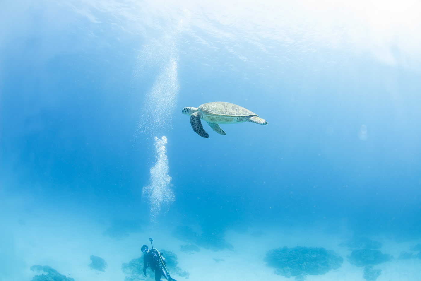 sea turtle and guests