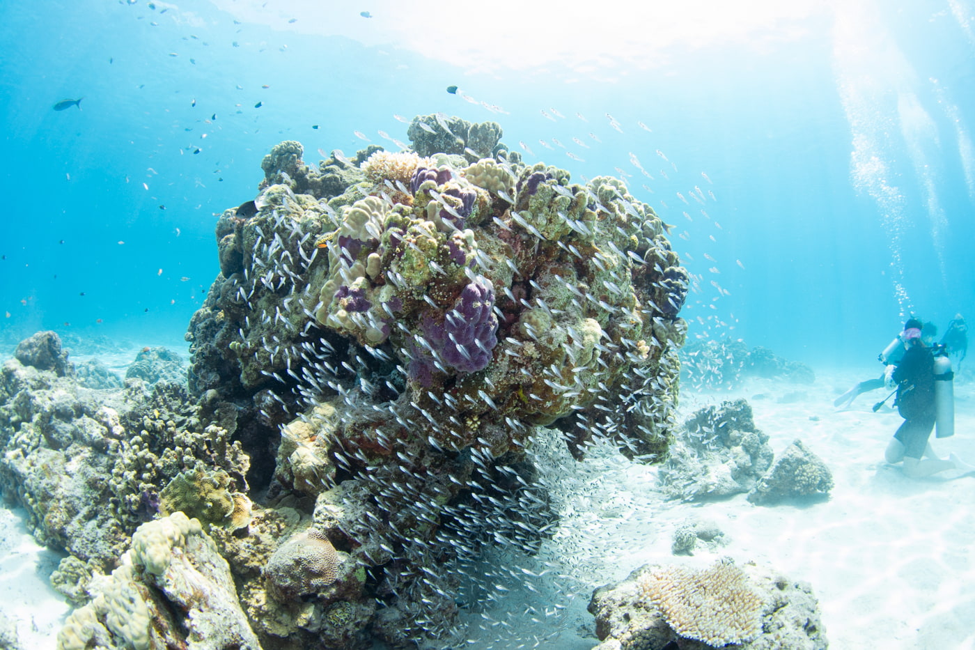 Underwater scenery
